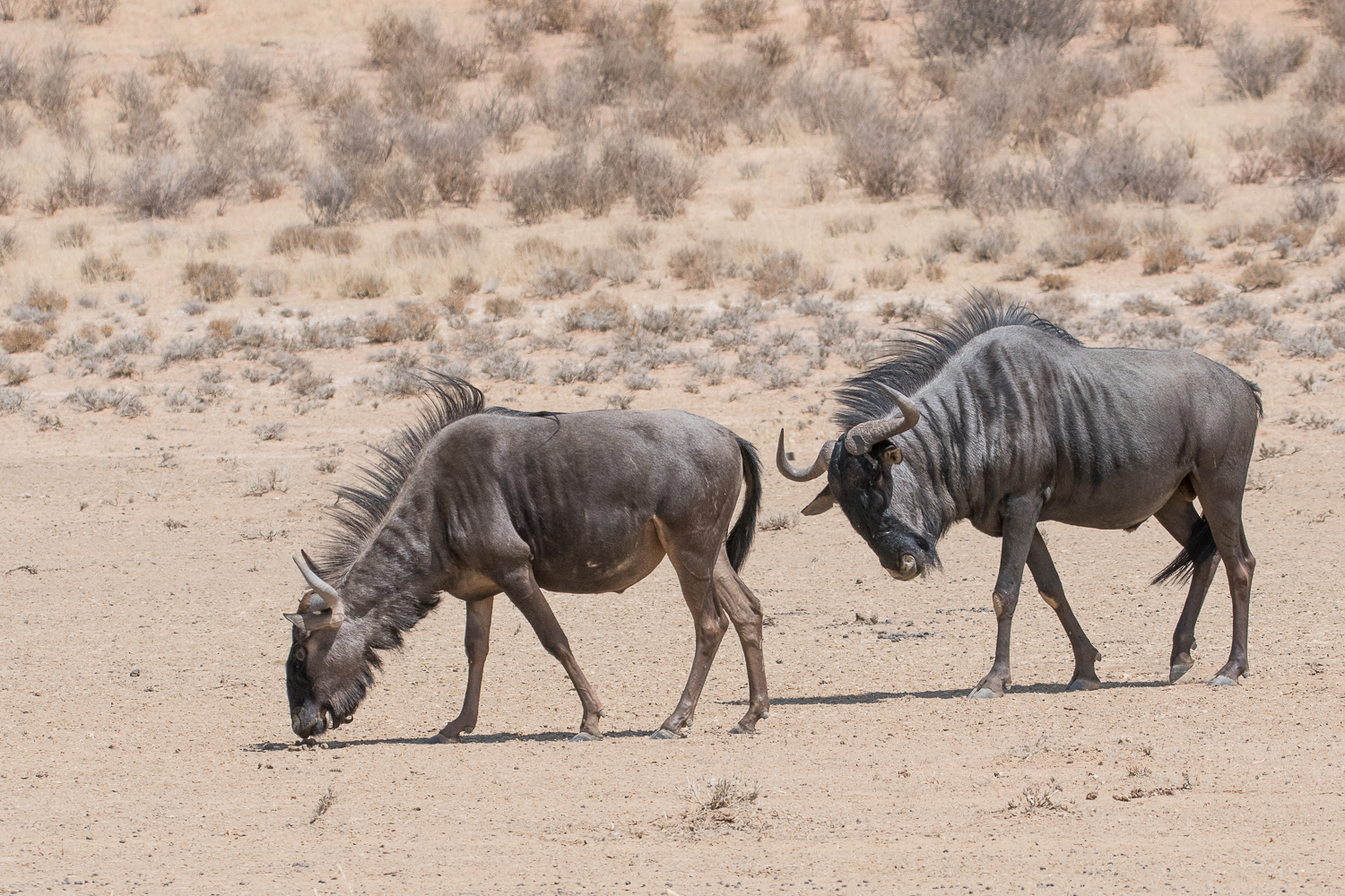 Gnous bleus ou à queue noire (Wildebest, Connochaetes taurinus), femelle et mâle, Kgalagadi Transfrontier Park, Désert du Kalahari, Afrique du sud.